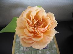 e0019942_1155879.jpg