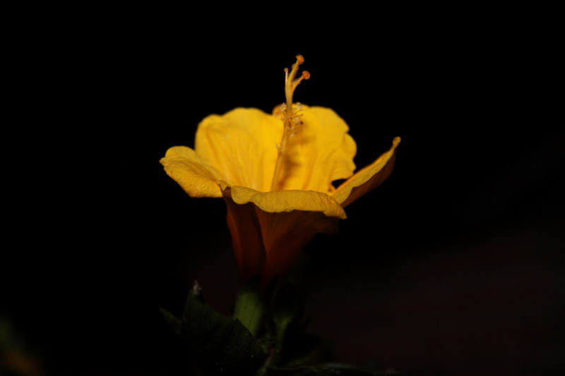 e0169243_6402740.jpg