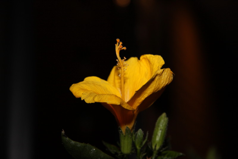 e0169243_6405411.jpg
