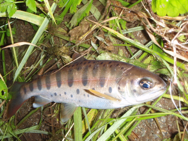 f0168947_1510079.jpg