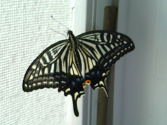 e0005548_2225452.jpg