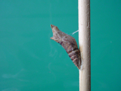 e0005548_22314831.jpg