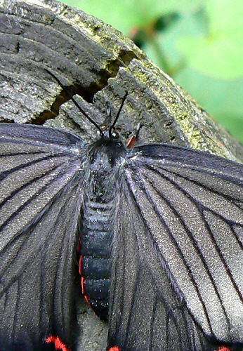 d0091754_3215723.jpg