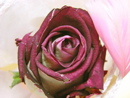 f0054556_0484711.jpg