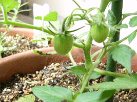 a0007078_9375997.gif