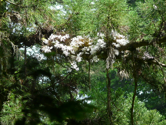 e0145782_17315142.jpg