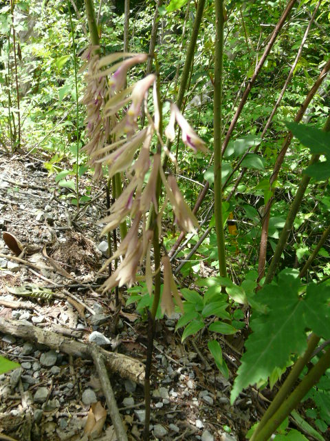 e0145782_17323543.jpg