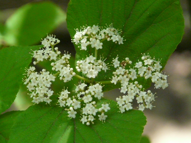 e0145782_17352797.jpg