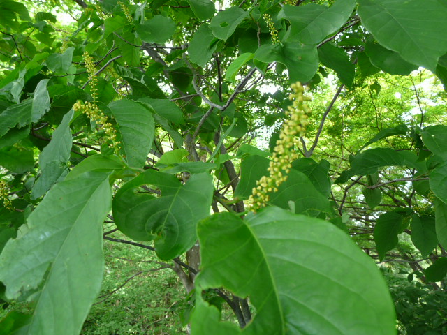 e0145782_17354745.jpg