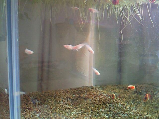 e0176785_10252072.jpg