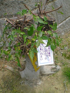 e0123587_23435920.jpg