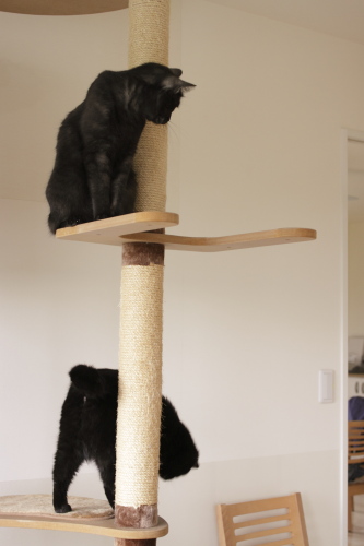 猫タワーに集まる黒黒さんその２