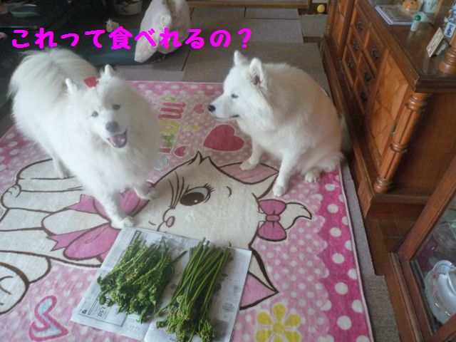 e0018604_14354175.jpg
