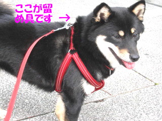 c0185516_15214146.jpg