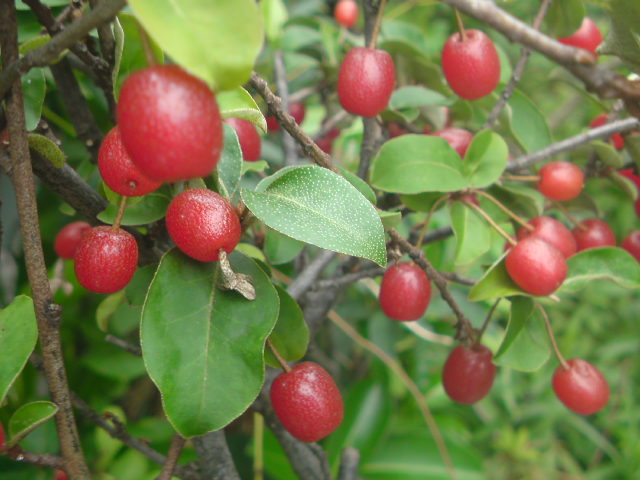e0016828_2228384.jpg