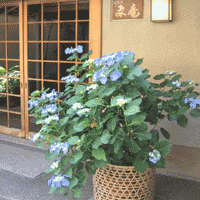 d0033734_1634298.gif
