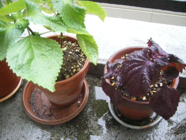 e0170937_21304348.jpg