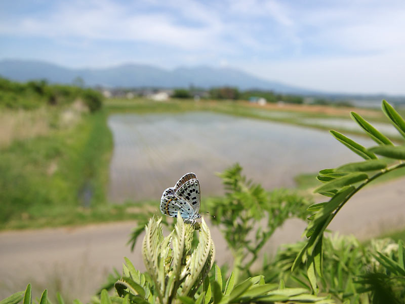 c0043361_163767.jpg