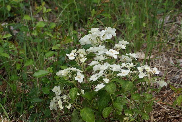 f0079289_0153240.jpg