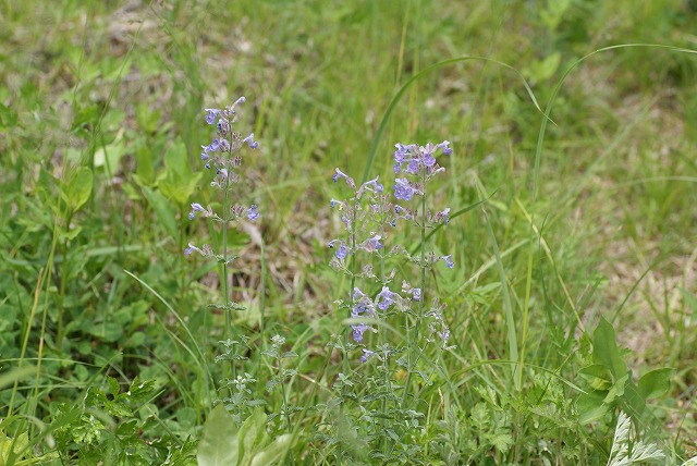 f0079289_016986.jpg