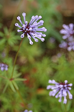 f0051194_1481298.jpg