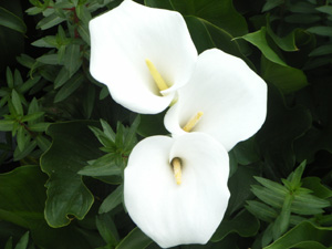 b0078597_20483893.jpg