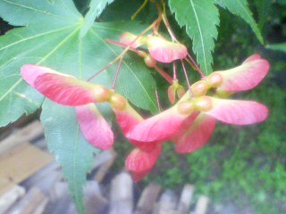 a0061599_785251.jpg