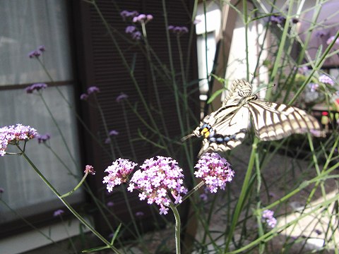 a0117305_21521482.jpg