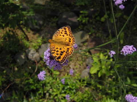 a0117305_2252621.jpg