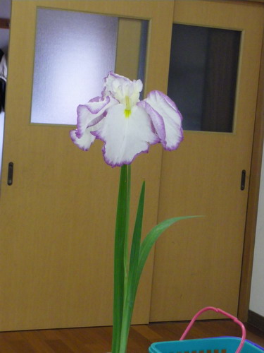 b0052108_930460.jpg
