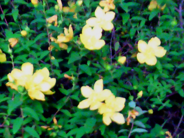 e0128637_631237.jpg