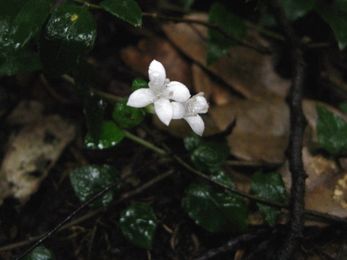 c0179351_20452344.jpg