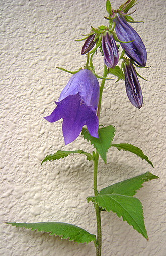 a0001354_2183961.jpg