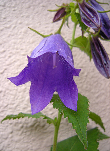 a0001354_2185479.jpg