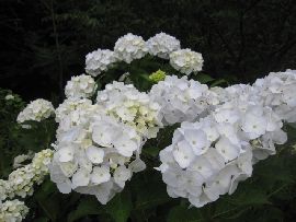 c0133096_1848552.jpg