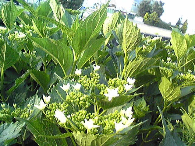 f0079202_17505754.jpg