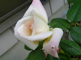 e0098908_21391013.jpg