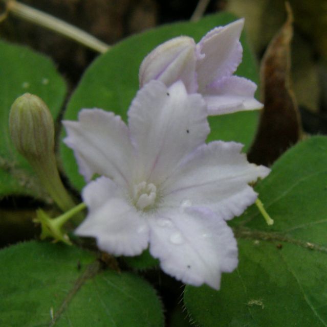 e0145033_21373199.jpg