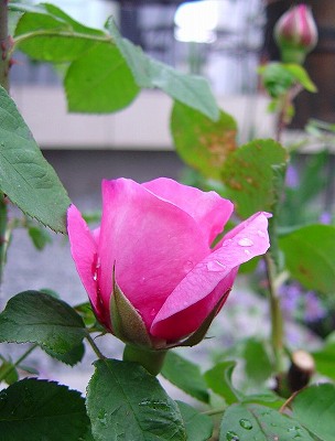 f0205733_16302791.jpg