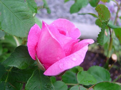 f0205733_1630516.jpg