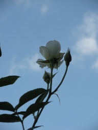 e0149340_20494718.jpg