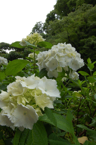 b0046349_2381281.gif