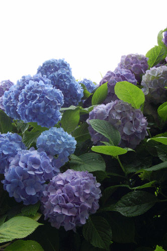 b0046349_2385759.gif