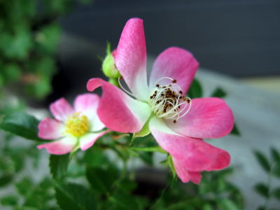 c0147952_1410675.jpg