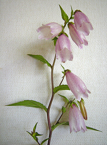 a0001354_19593896.jpg