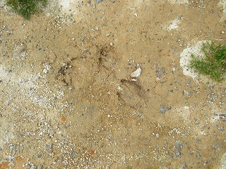 e0004756_914290.jpg