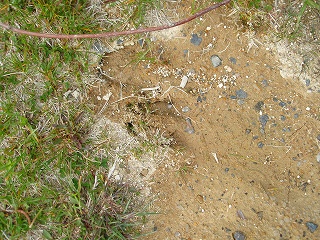 e0004756_9145477.jpg