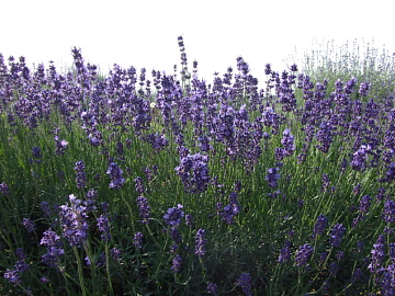c0107861_2243223.jpg