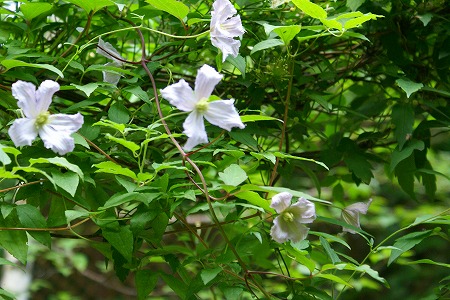 d0083761_20125251.jpg