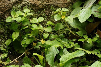 e0054067_2120233.jpg